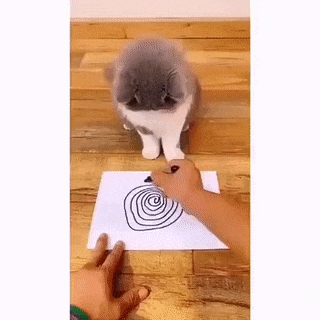 Как выключить кота