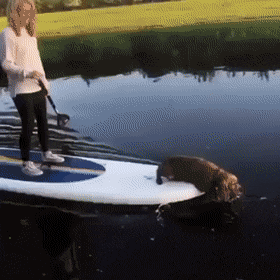 Собака гребет в воде