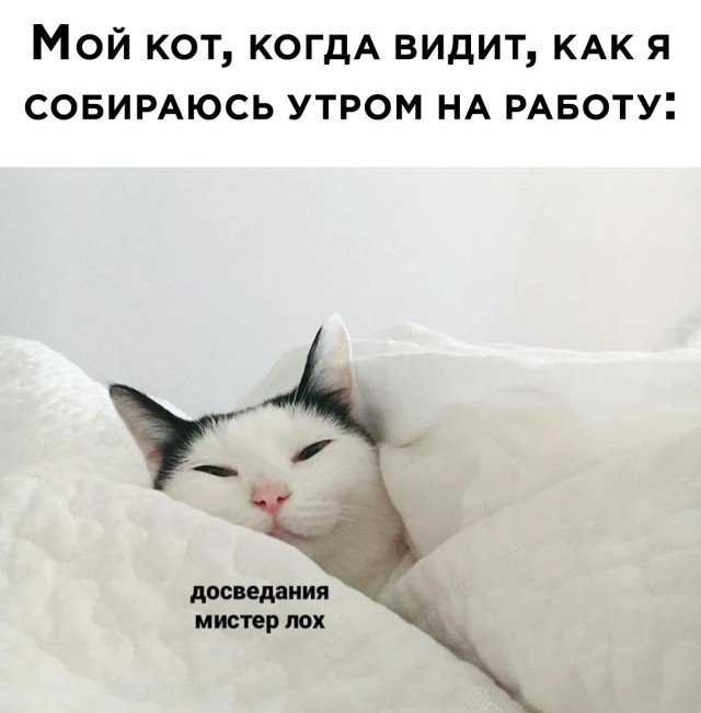 Кот спит, а тебе пора на работу