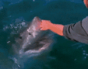 Погладил акулу