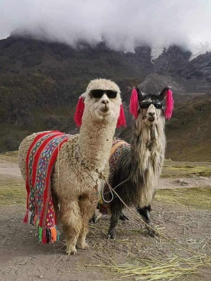 Смешные ламы