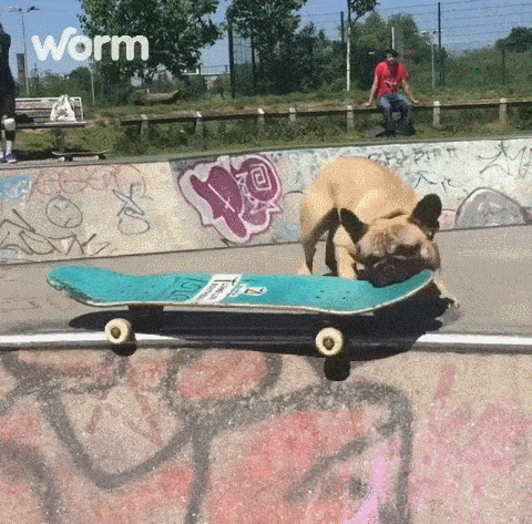 Собака катается на скейте