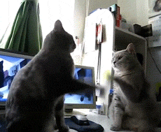 Коты играют лапками