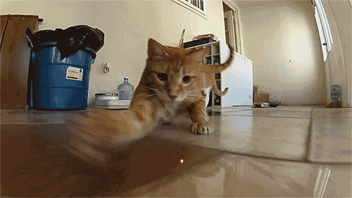 Кот охотится за лазерной указкой