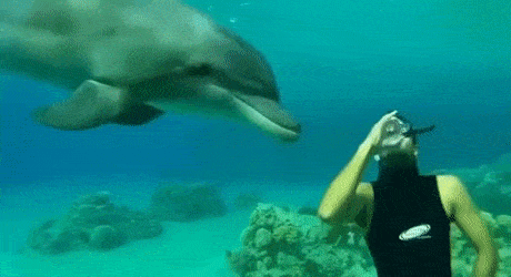 Подводная съемка с дельфином
