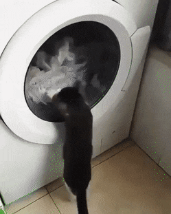 Кот и стиральная машина