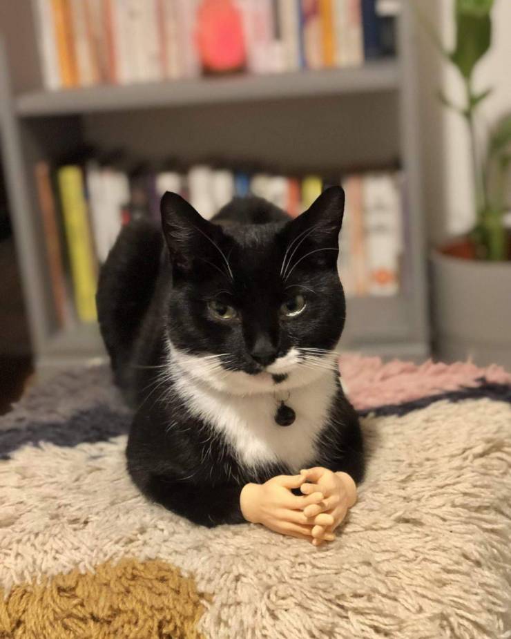 Кот и лапки