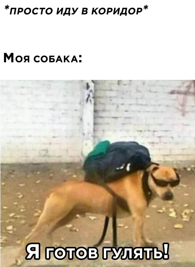 Собака хочет гулять