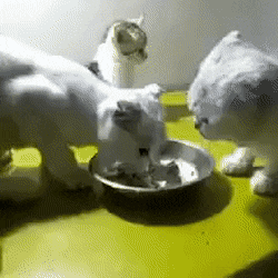 Коты едят из миски