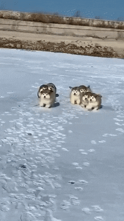 Щенки бегут по снегу