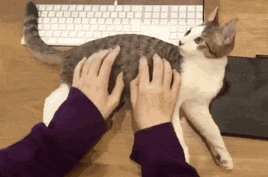 Печатает на коте, как на клавиатуре