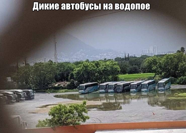 Дикие автобусы на водопое