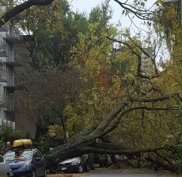 Дерево упало на машину