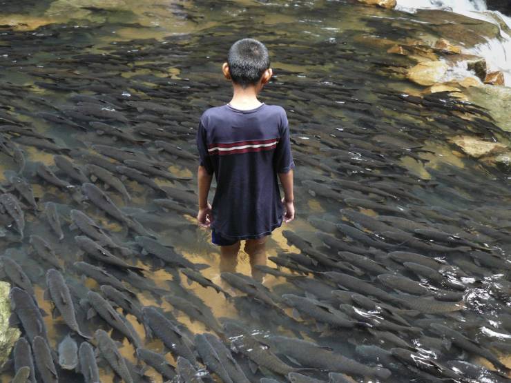 Много рыб и мальчик в воде