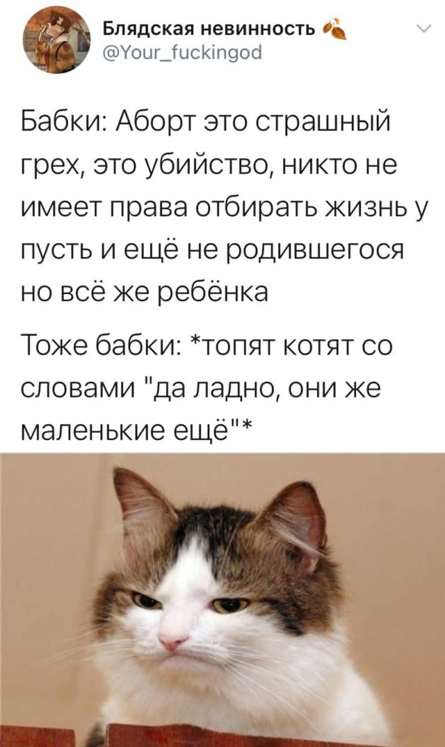 Бабушки про котят
