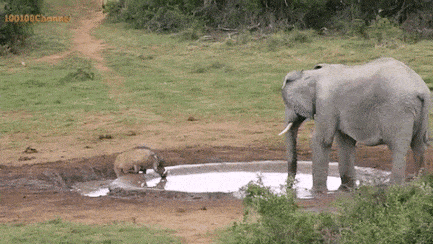 Слон против кабана