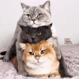 Трио котов