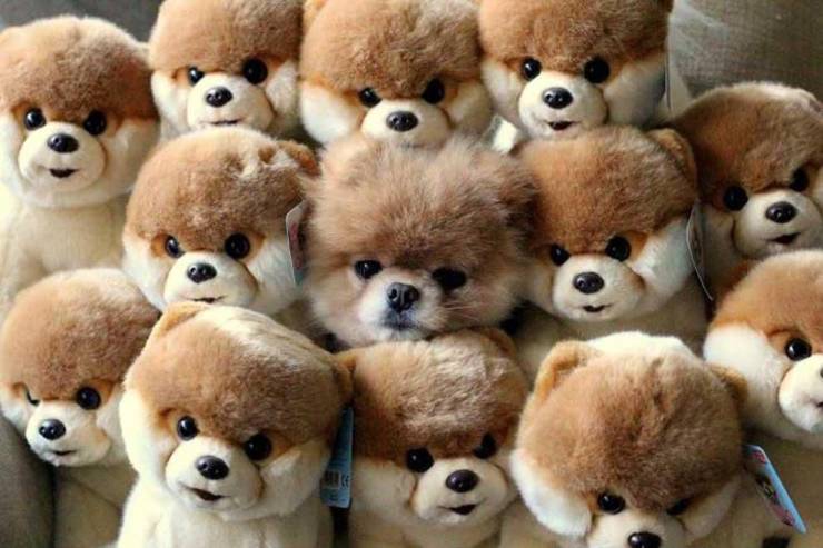 Собака и мягкие игрушки