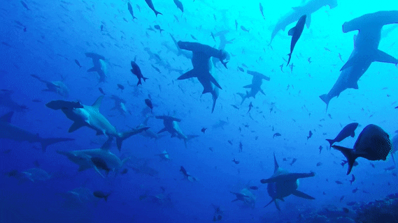Подводный мир и акулы