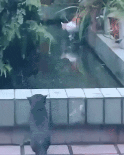 Кот охотится на рыб