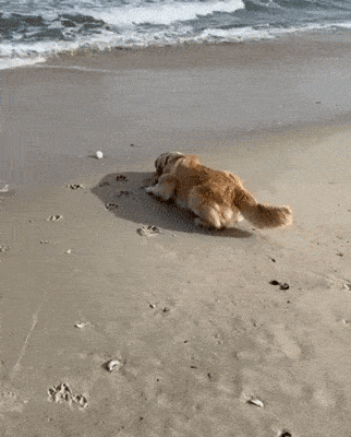 Собака и волны на море