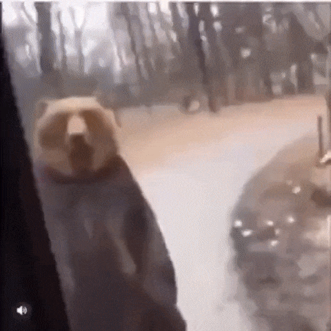 Медведь и люди в автобусе