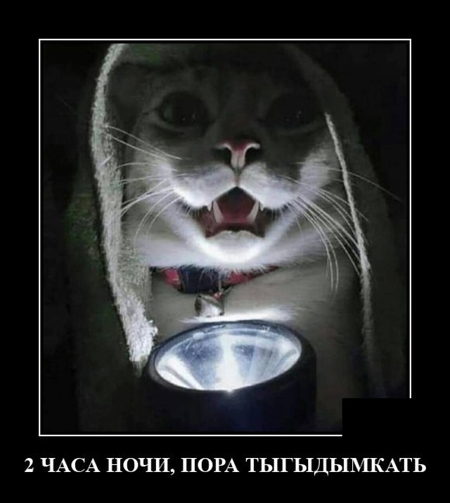 Демотиватор про кота