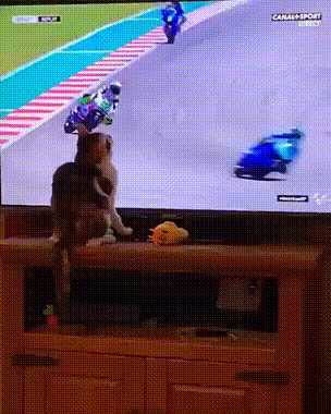 Кот смотрит мотогонки