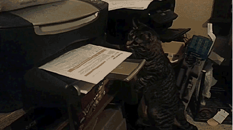 Кот и бумага из принтера