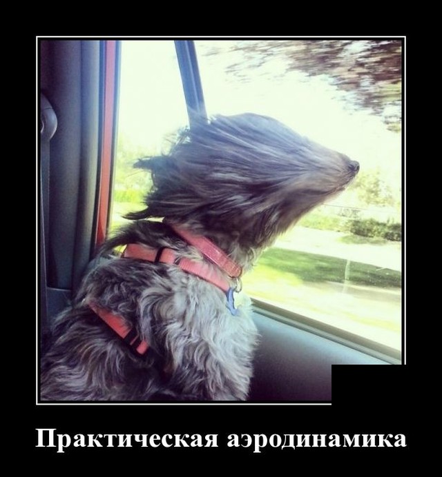 Демотиватор про собаку