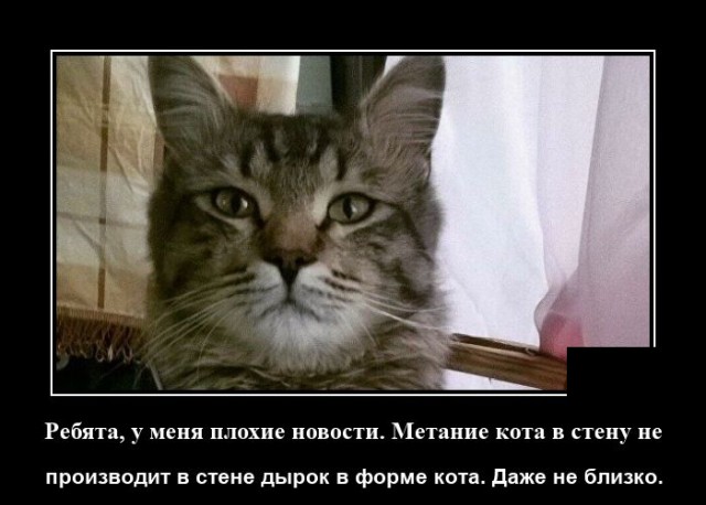 Демотиватор про котов