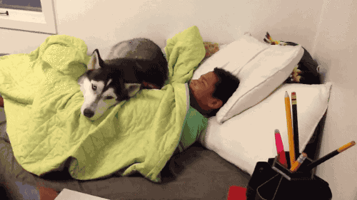 Собака не дает разбудить хозяина