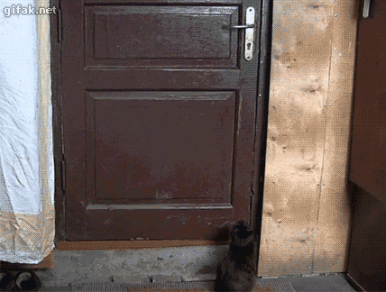 Коты открывают дверь