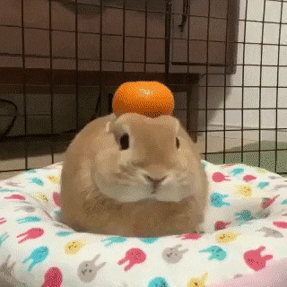 Кролик и мандаринка