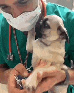 Собака и ветеринар