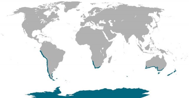 Цветом морской волны отмечены места, где в природе живут пингвины