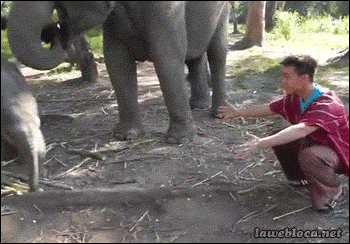 Слоненок и человек