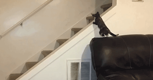 Котенок на лестнице