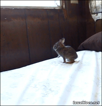 Прыжок кролика