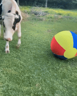 Корова играет в футбол