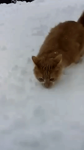 Кот и собака в снегу