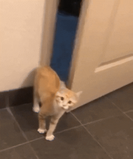 Кот закрыл дверь