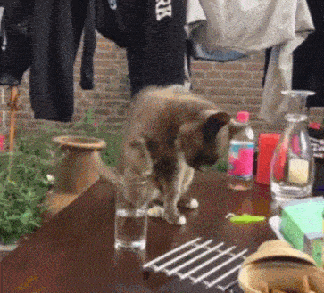 Кот и стакан воды