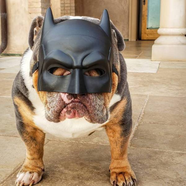 Собака в маске бэтмена