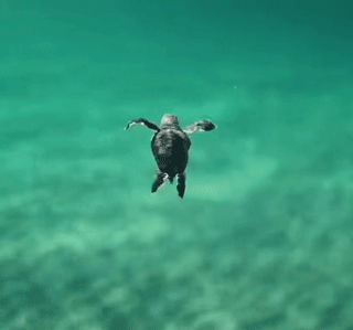 Плывущая в океане черепашка
