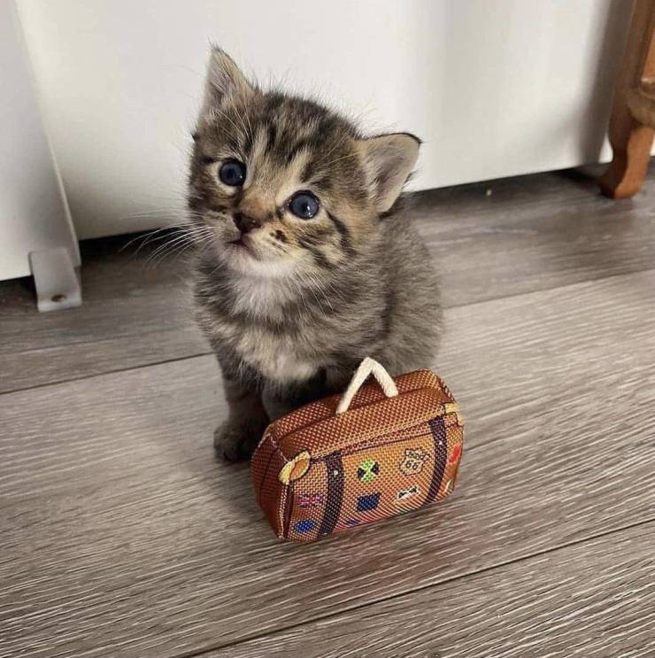 Кот и маленькая сумка