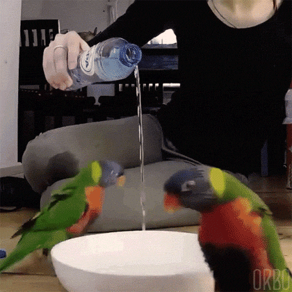 Попугаи и миска с водой