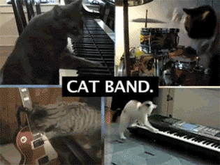 Музыкальная группа котиков