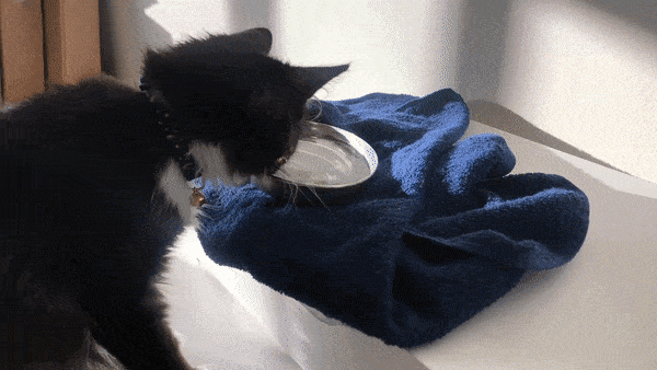 Кот и миска с водой