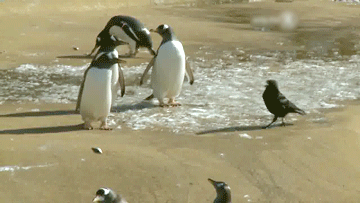 Пингвины у воды